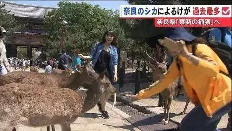 日本奈良的鹿有多厉害,日本奈良梅花鹿