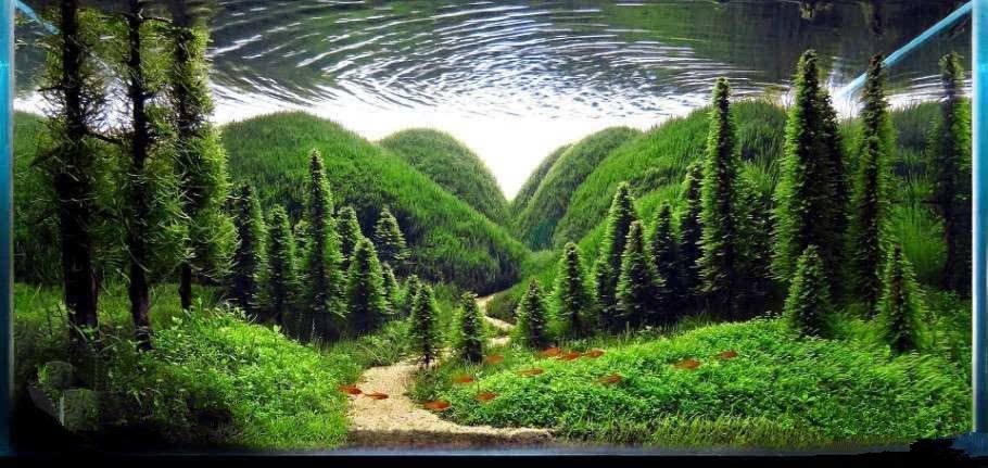 草缸加热棒温度应该调到多少,草缸温度高草长得快