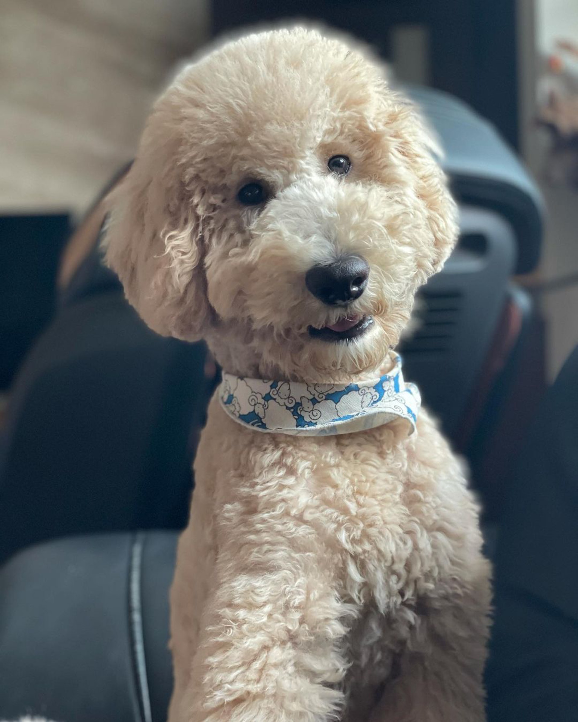 巨型贵宾犬发狂,巨型贵宾犬在家乱叫