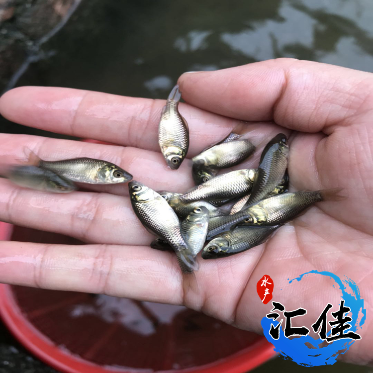 中科三号鲫鱼生长速度对照表,鲫鱼苗中科三号和中科五号哪个好