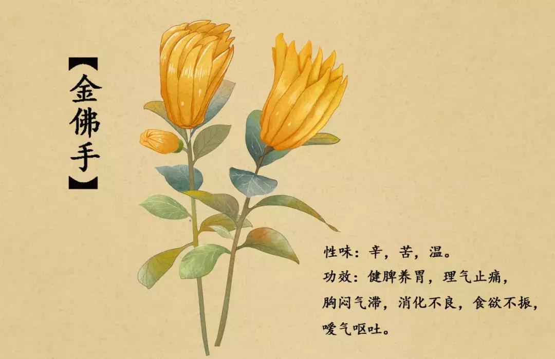 手绘中草药图片大全及功效,13岁男生手绘中草药图走红