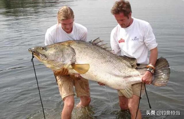 形似鲥鱼的鱼有哪些,在没有鳜鱼的河里能放生鳜鱼吗