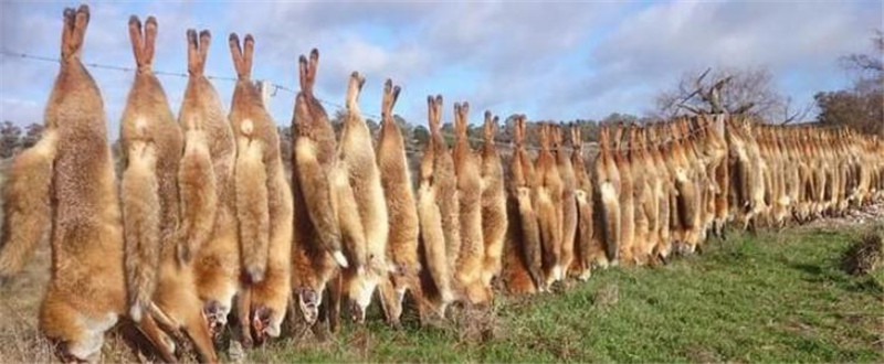 澳洲野兔泛滥成灾到底有多疯狂,澳大利亚野兔为什么泛滥成灾