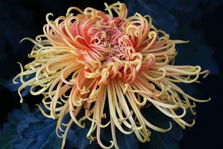 花中四君子菊花,花中四君子菊花的简介