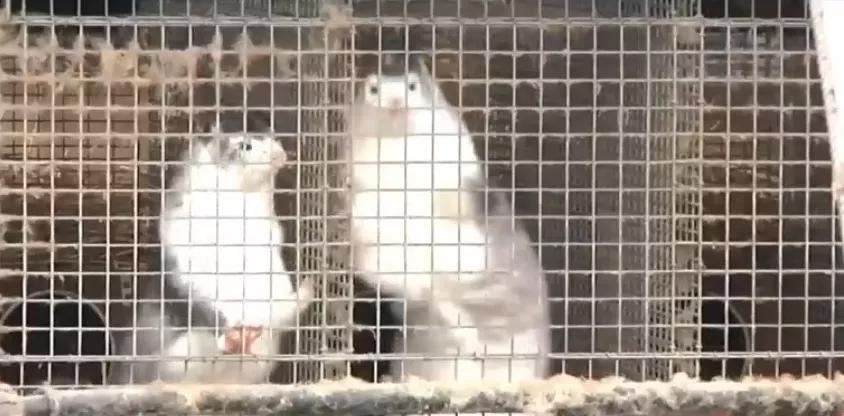 特鲁多弟弟反疫苗被喷上热搜BC省定了：让流浪汉先接种