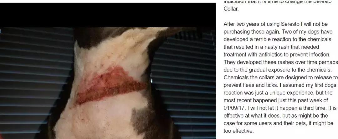 猫狗驱虫环哪个牌子好用,驱虫项圈有害宠物吗