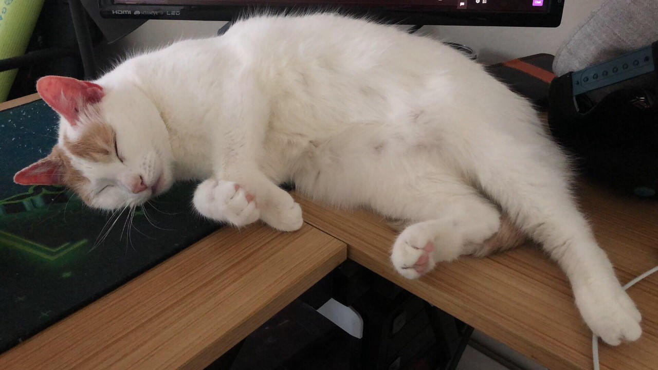 猫用什么益生菌最好,什么益生菌对猫好又见效快