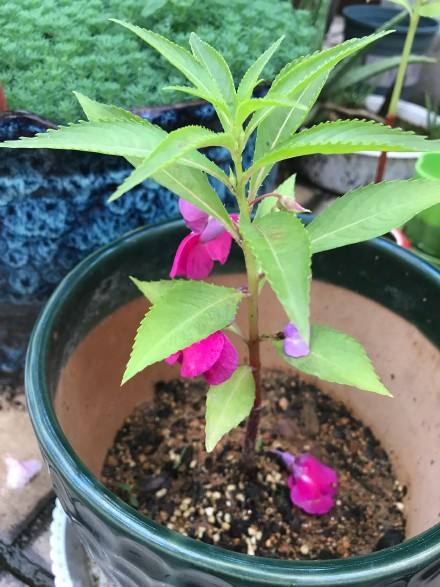 可以染发的植物果实,可以染发的植物图片和名字