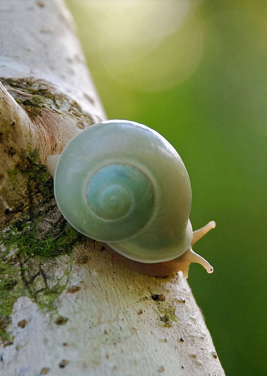 各种各样的真的小蜗牛,美丽的蜗牛图片