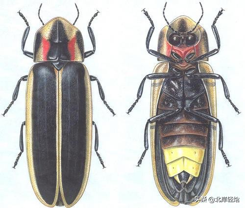 萤火虫发光原理,萤火虫的发光原理实验