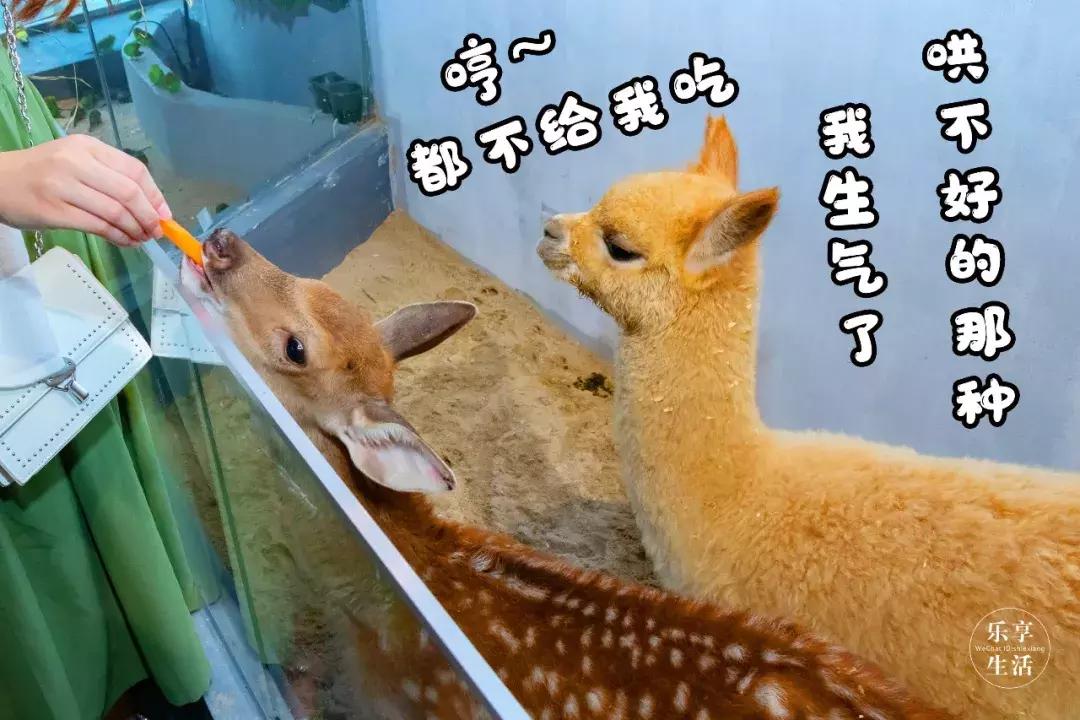 19.9包邮毛绒羊驼,羊驼9.9元秒杀直播