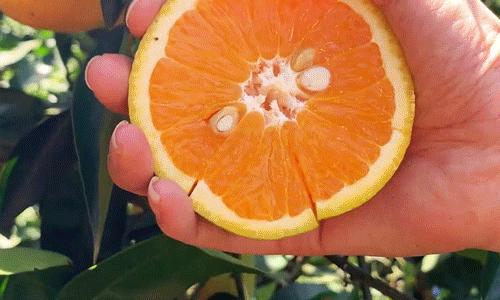 入伏前三种食物少吃,入伏后少吃哪些水果