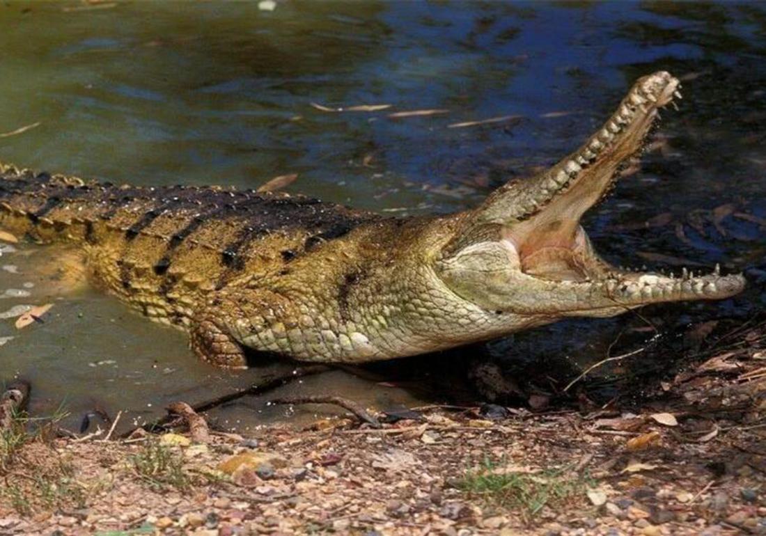 鳄类养殖之防治篇，觉得吃肉够营养了吗，那你就大错特错