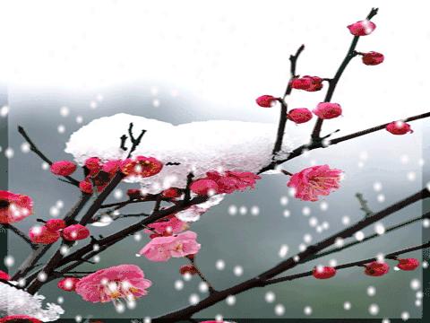 秋韵温柔岁月，冬情惊艳时光