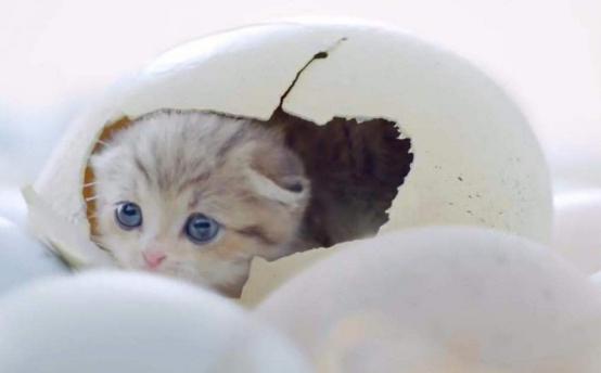 月亮睡了你不睡，你是秃头小宝贝！为啥猫咪每天熬夜没见秃头呢？