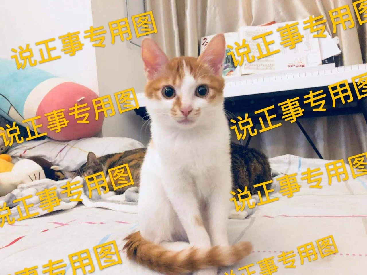 为什么不建议给猫吃廉价猫粮,猫咪现在还能吃的进口粮