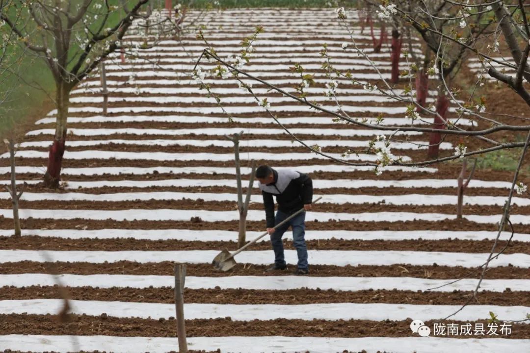 小川镇：千亩樱花美了山村富了农家