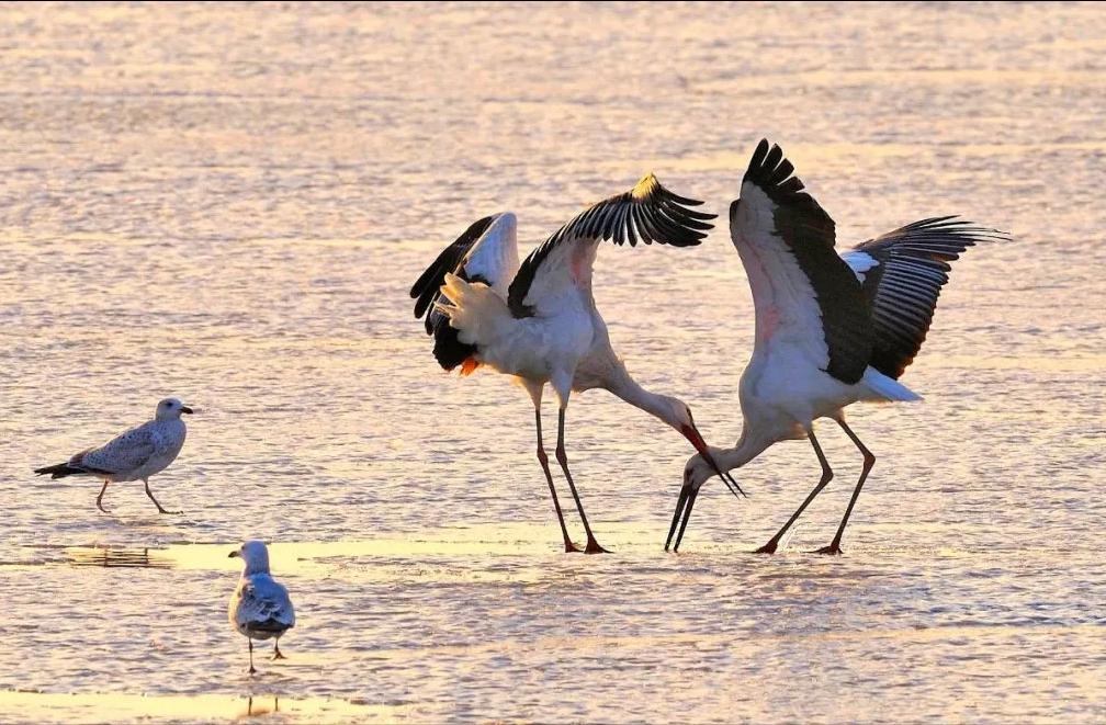 盘锦红海滩五一好玩的地方,盘锦最美红海滩网红打卡地