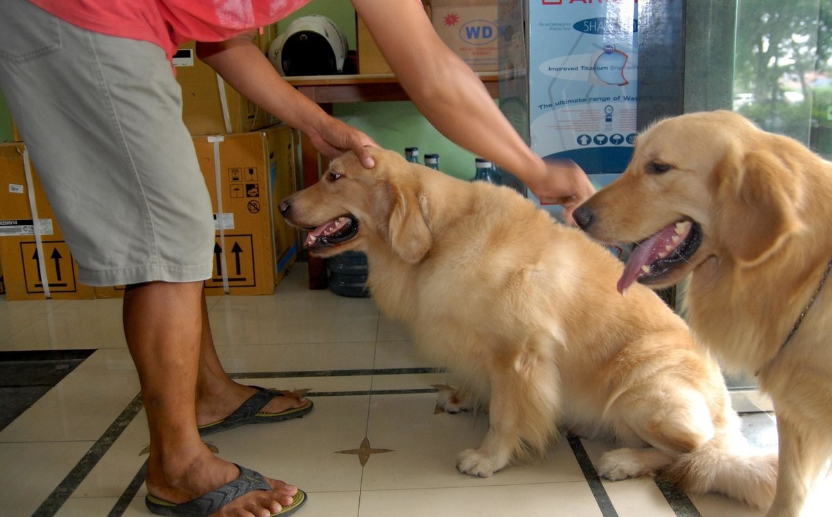对主人最忠心的狗狗,狗狗喜欢什么样的陌生人
