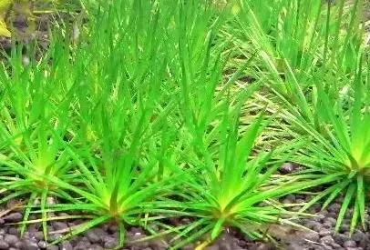 田间杂草认不清来看高清大图,常见田间杂草图片