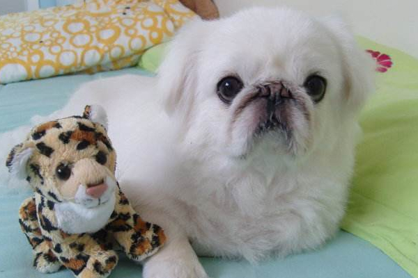 小狗狗感冒了打什么针,小狗感冒必须在多长时间后治疗