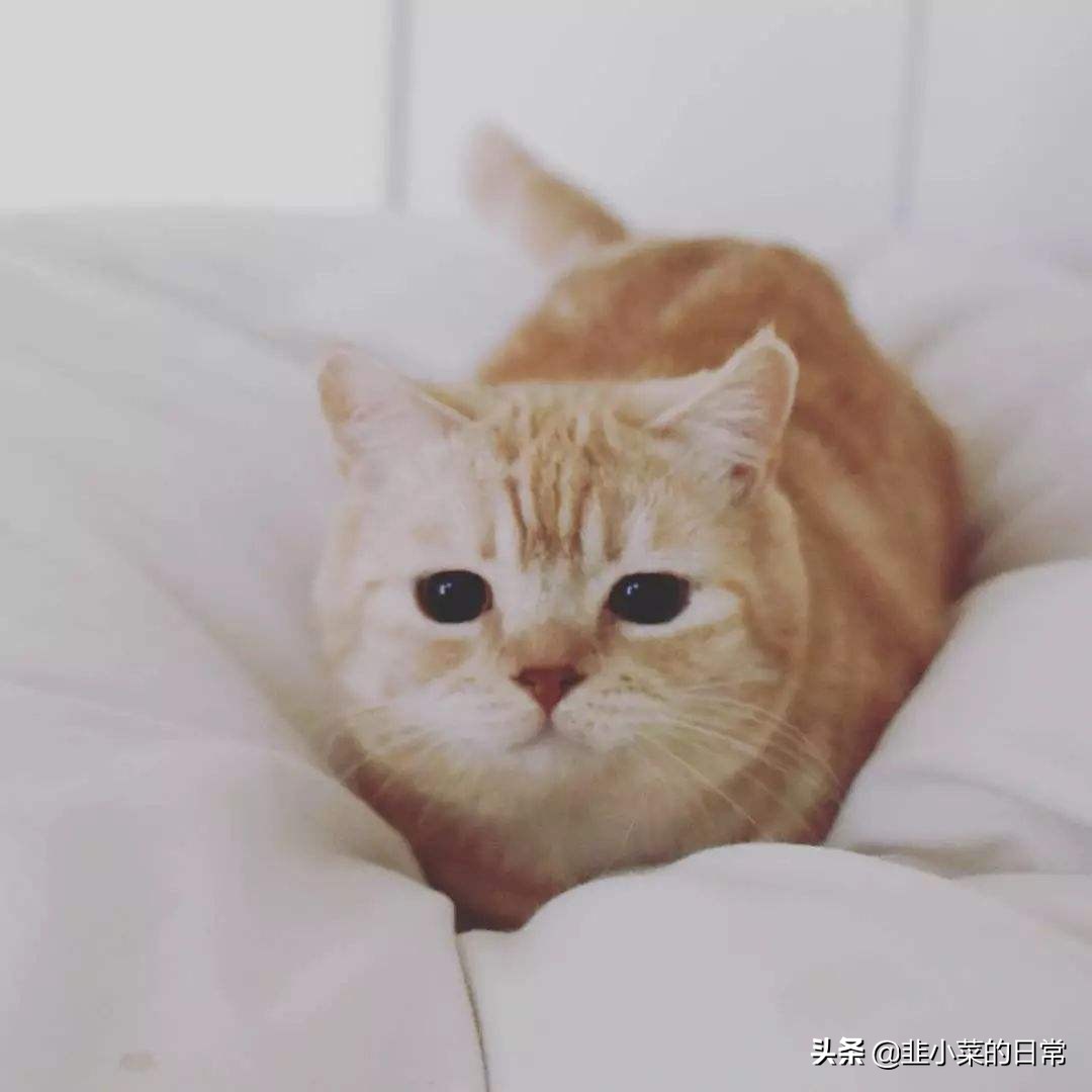 捡到流浪猫先要做什么,捡到流浪猫要怎么处理