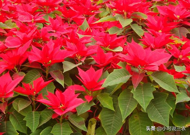 一品红叶子发黄如何正确处理,一品红叶子枯萎是什么原因