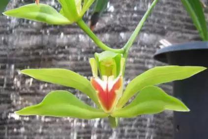 五种最具欣赏价值的兰花,欣赏史上最全的兰花