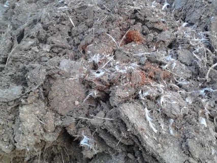 鸡粪牛粪羊粪还有马粪哪个养花好,马粪牛粪鸡粪羊粪各属于哪种肥料