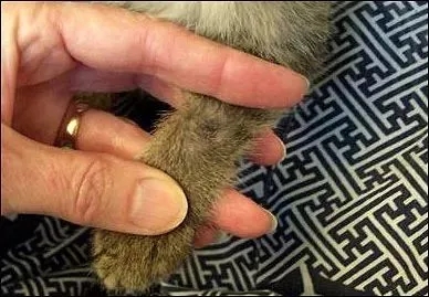 流浪猫猫癣是什么样的,金渐层猫得猫癣什么样