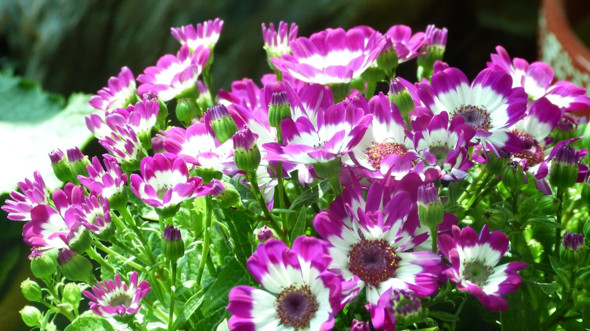 诗经卉木萋萋,卉木萋萋仓庚喈喈采蘩祁祁读音