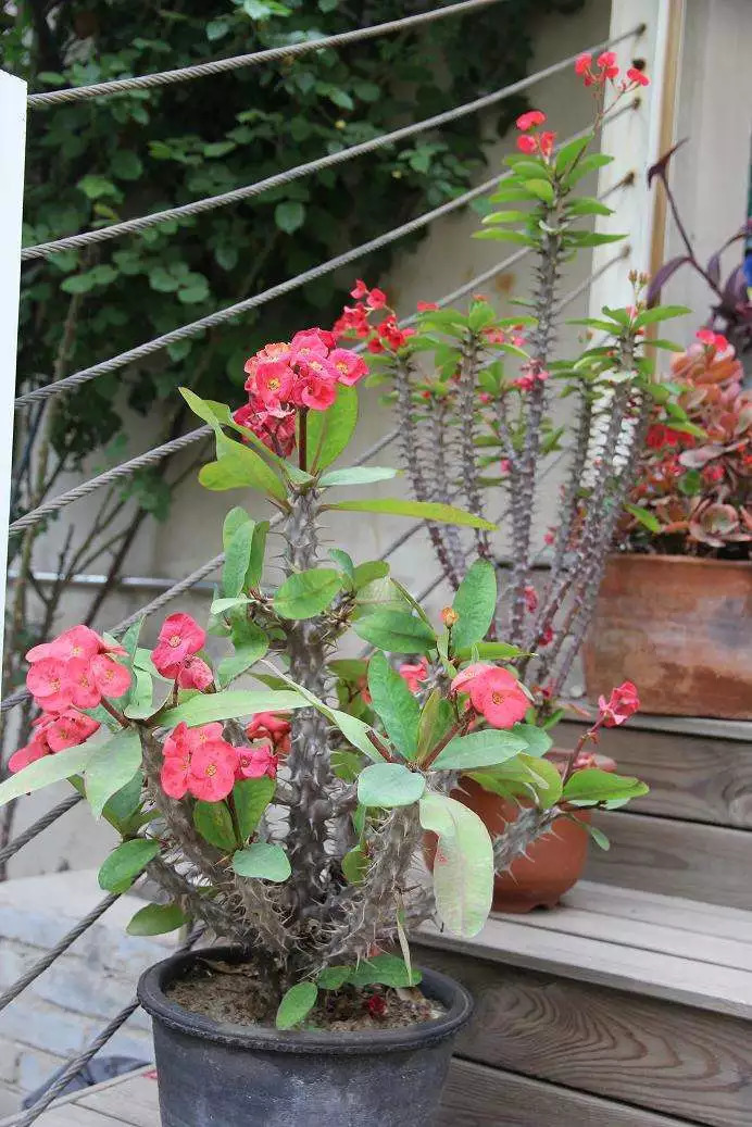 100种最毒的毒花,20种有毒的大毒花