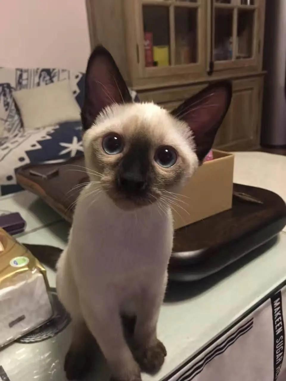 暹罗糊了是不是就不会白回来了,怎么看暹罗长大不会糊