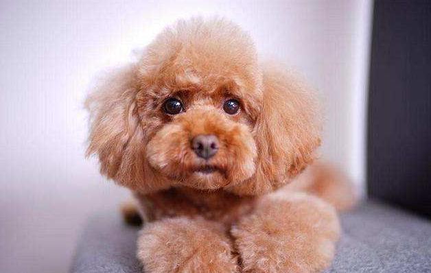 如何饲养泰迪,如何饲养泰迪犬