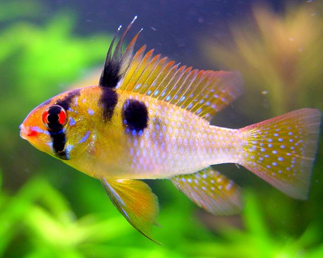 哪些热带鱼不适合草缸,6种不宜人工养殖的鱼