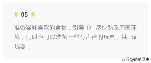 双目失明的猫怎么养,双目失明的猫有哪些