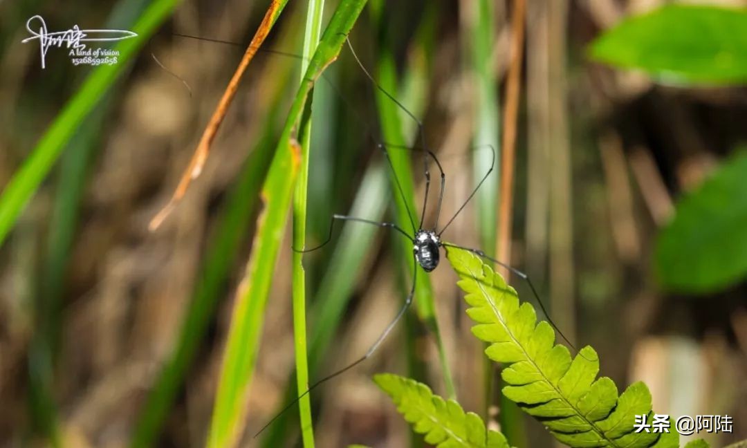 盲蛛不会吐丝吗,盲蛛吐丝