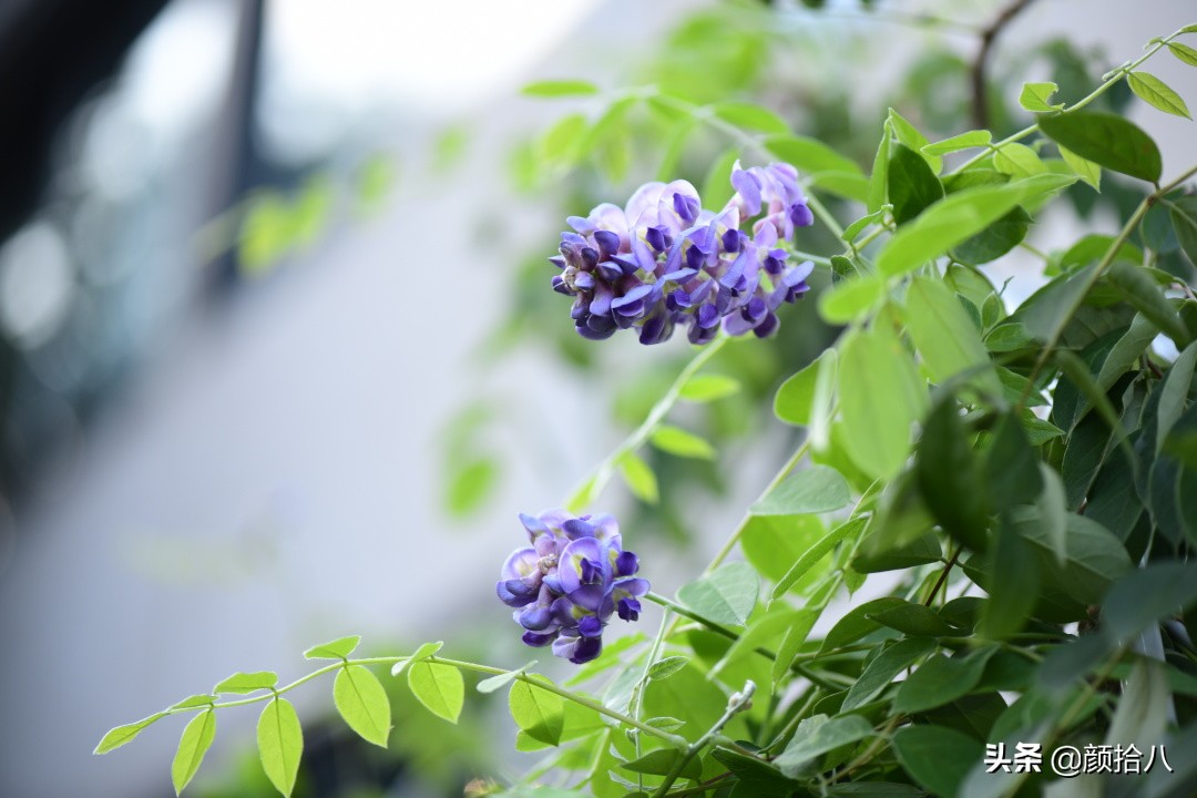 这个夏天我在花园里种向日葵|园丁