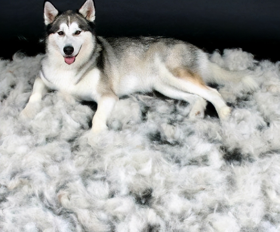 饲养哈士奇,养哈士奇新手要注意什么事项