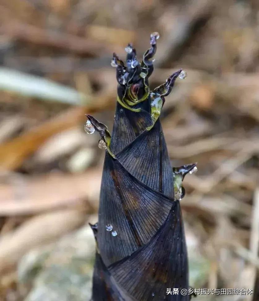 农学院对乡村振兴的促进作用,半农学院