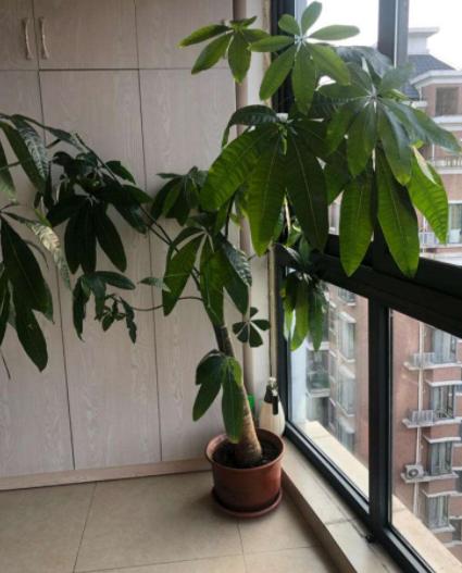 修剪花卉的注意事项,养花大全及修剪方法