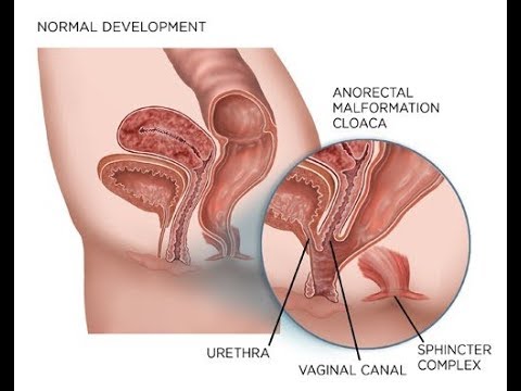 为什么一些动物的排泄器官和交配器官是同一个?人类却不是如此?