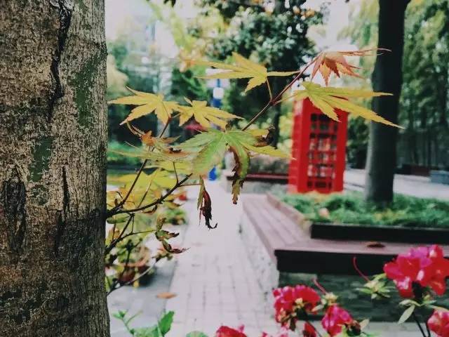 上海回不去的青春,上海市建平中学老照片