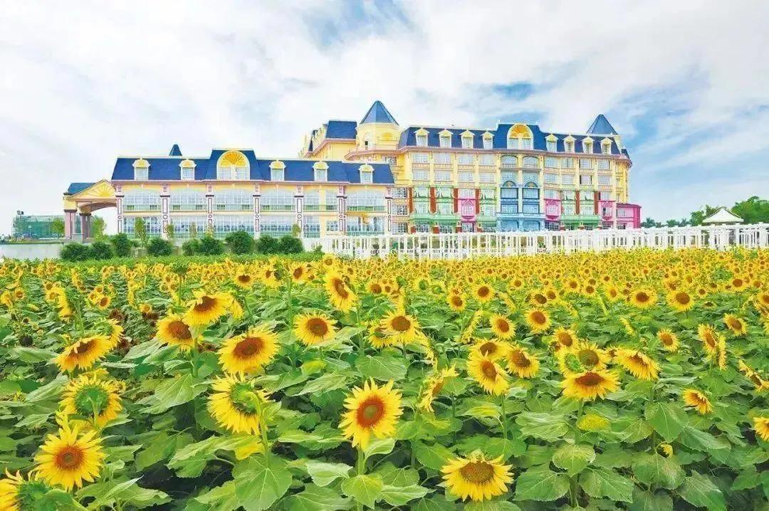 南沙葵园花海景区,广州南沙万顷葵园最佳旅游时间