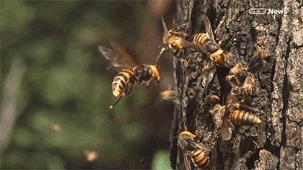 杀人蜂为什么那么可怕,杀人蜂到底有多厉害