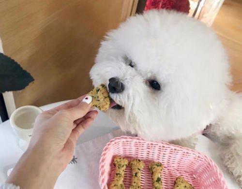 比熊对主人叫怎么回事,为什么主人回来狗会激动