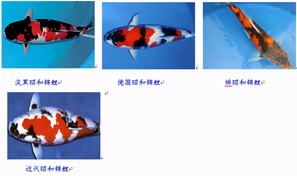 锦鲤鱼怎么养放盐吗,锦鲤用盐浓度