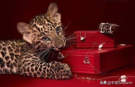 卡地亚故宫珠宝,故宫珠宝卡地亚