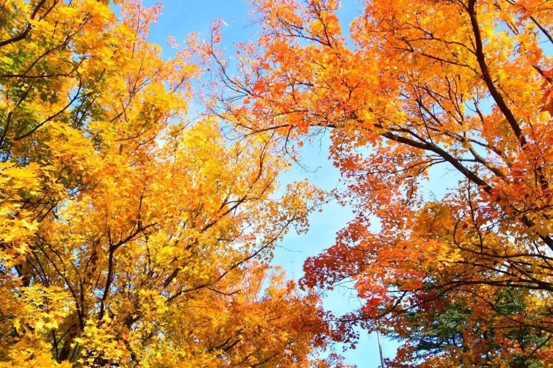 最香的茶茉莉花茶,适合秋冬喝的茉莉花茶