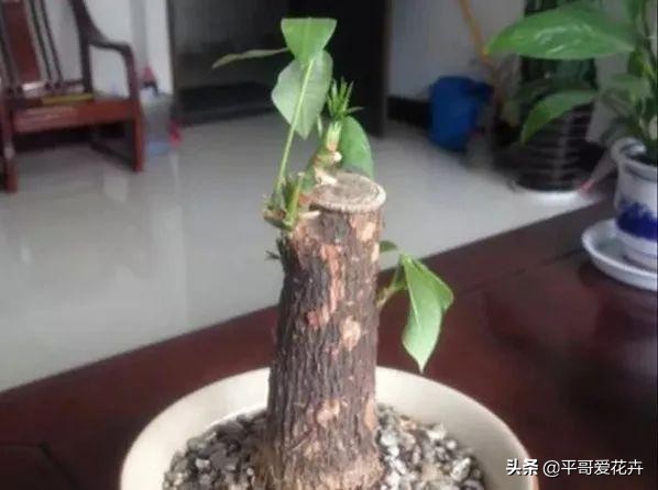 这3种花别碰,这3种花不要养